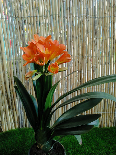 Centro de Jardineria y floristeria Sor Valentina
