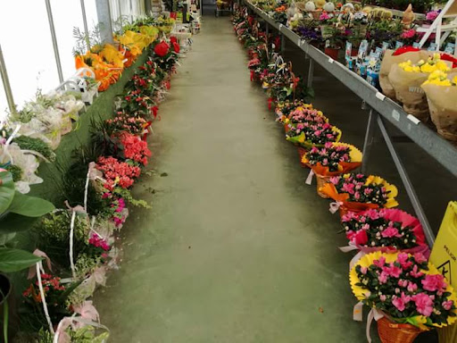 Floristería Becedas Cáceres
