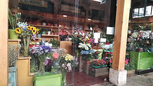 Flores y Plantas José Pérez