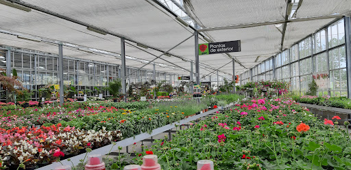 Flores Y Plantas José Pérez