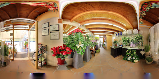 Floristeria La Orquídea Castellón