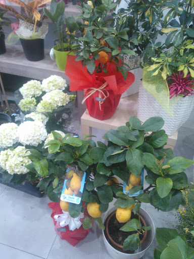 Mandarines Sanz