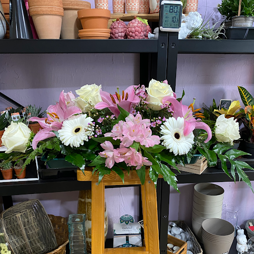 Zarzamora - plantas y flores