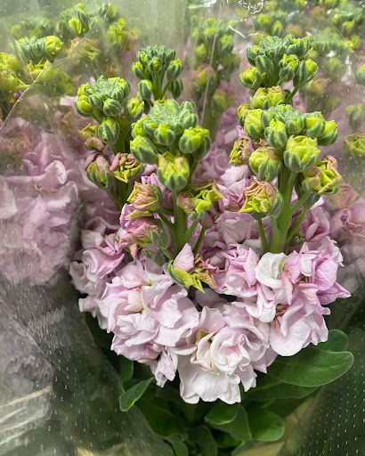 Florabel Chipiona