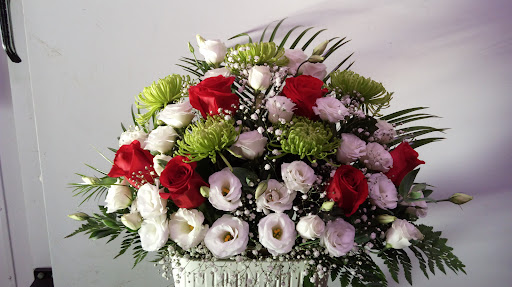 Flores Y Plantas Loli