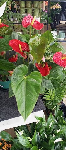 Floristeria Iryan