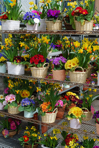 Floristería Ángela