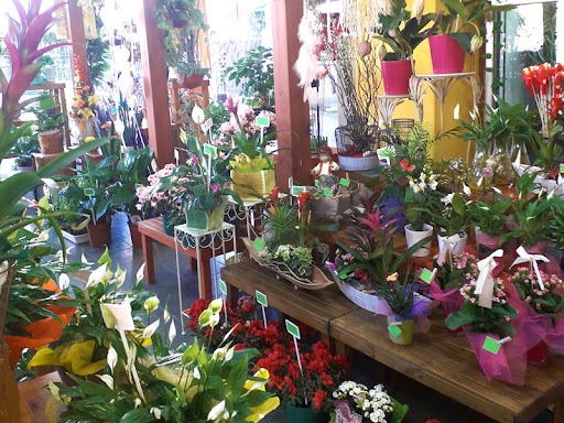 Flors Mateu