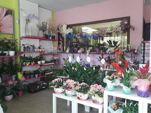 Flores para Todos