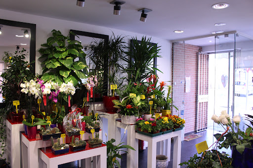 Floristería David Calleja