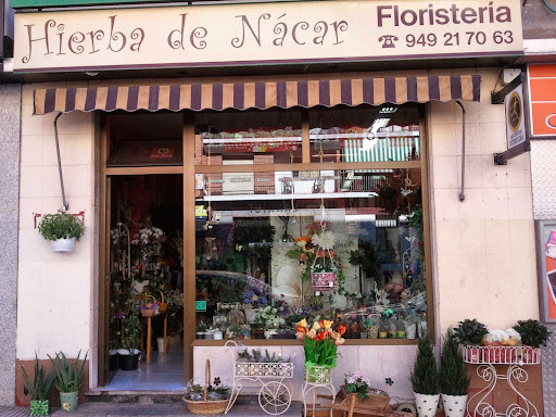 Hierba de Nácar