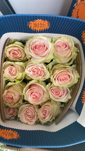 Flores Casabella sl