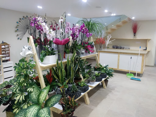 Floristería Axerra