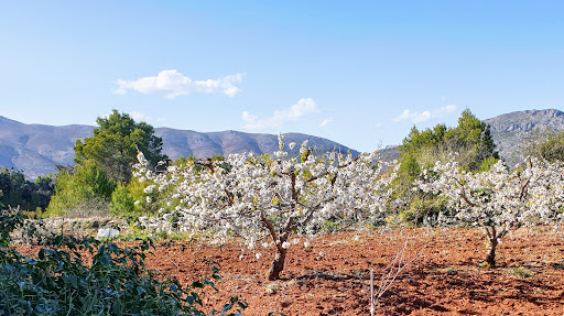 Bosque Madre
