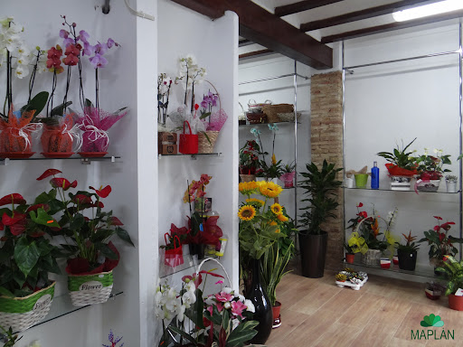Maplan - flores y plantas