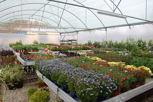 Mil y Pico Plantas