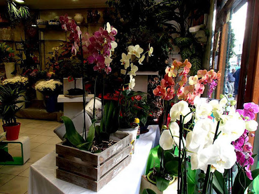 Flores Ana