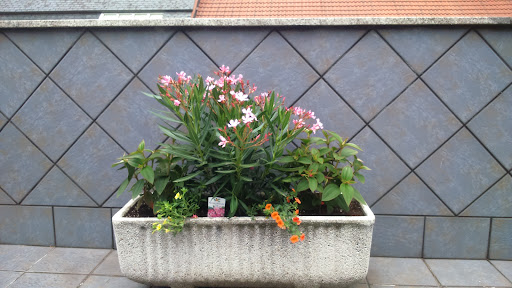 Naranco, Flores y Plantas