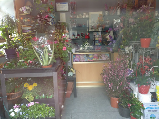 Flores Ludimar