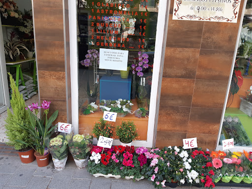 Floristeria 6 Hermano Plantas Naturales