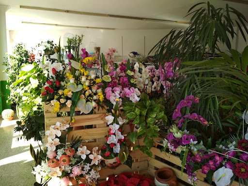 El Rincón de Irene