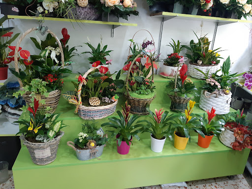 Floristeria 6 Hermano Plantas Naturales