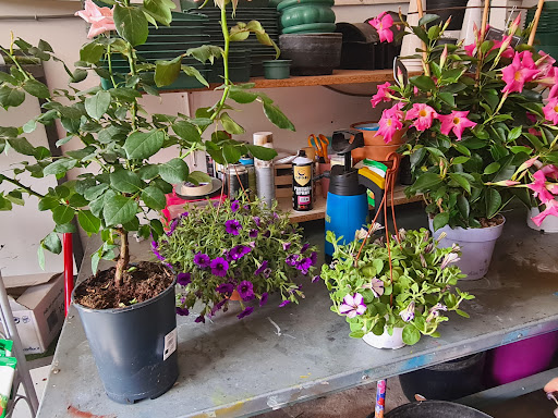 Floristería Cattleya