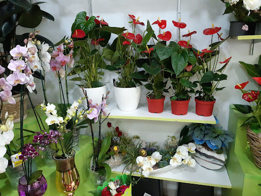 Floristeria 6 Hermano Plantas Naturales