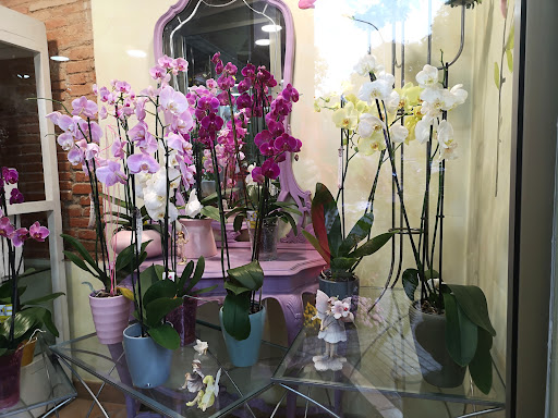 FLORISTERIA TIN RAM