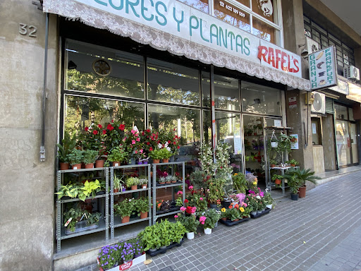 Flores y plantas Rafel's
