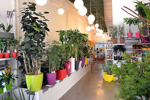 FLORISTERIA HERBS BARCELONA BALMES