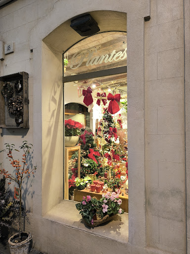 Flors Montane