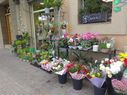 Flors Montse Sala