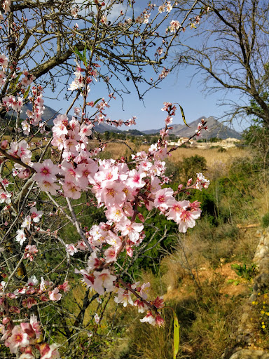 Feslalí, Alcalalí En Flor