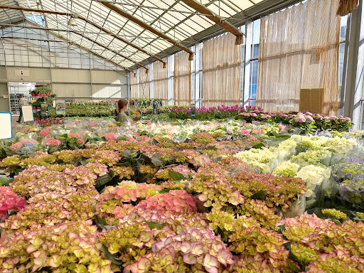 BEKOA FLORISTERÍA