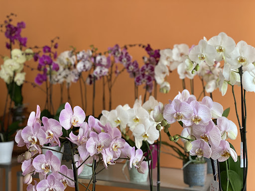 Floristería Isabel