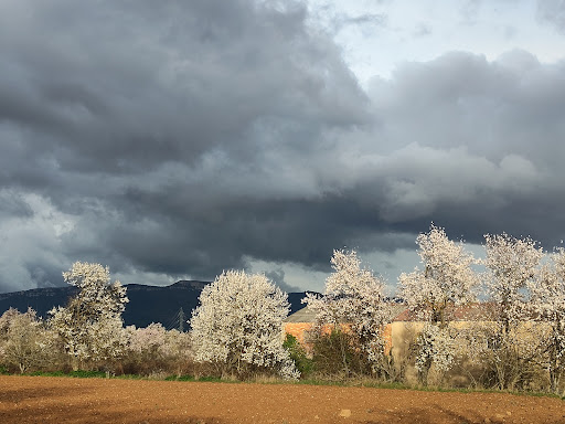 Ruta de los almendros en flor