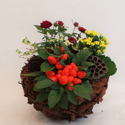 Coquelicot Flores