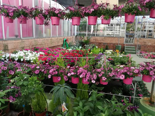 Floristería Becedas Cáceres