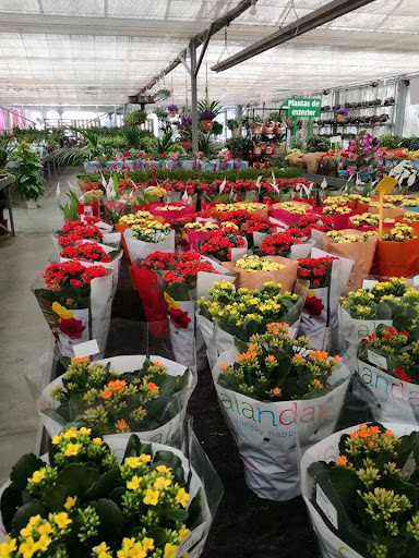 Floristería Becedas Cáceres