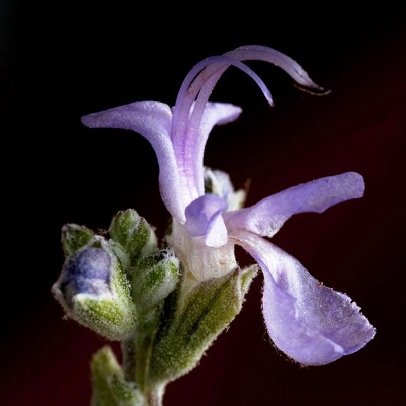 Flors Romaní